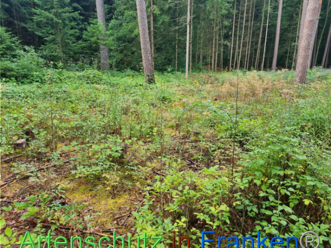 © Artenschutz in Franken® Bild zum Eintrag (1091276-160)