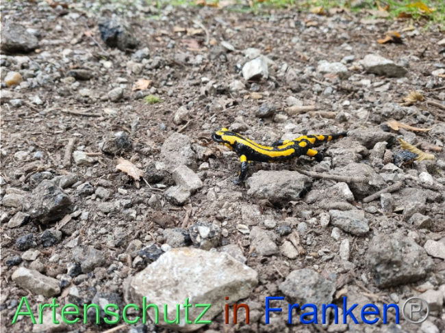 © Artenschutz in Franken® Bild zum Eintrag (1093581-160)