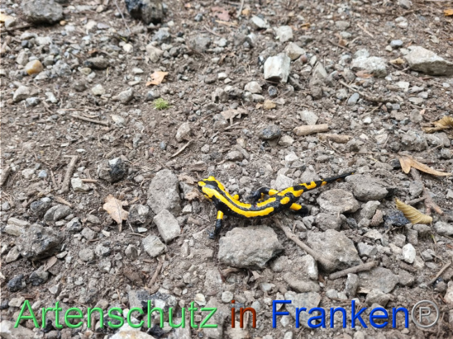 © Artenschutz in Franken® Bild zum Eintrag (1093582-160)