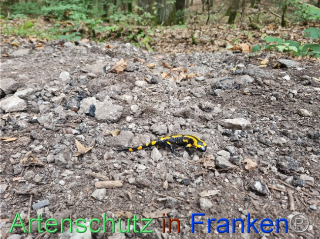 © Artenschutz in Franken® Bild zum Eintrag (1093583-160)