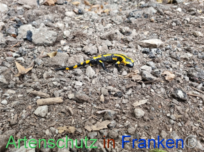© Artenschutz in Franken® Bild zum Eintrag (1093584-160)