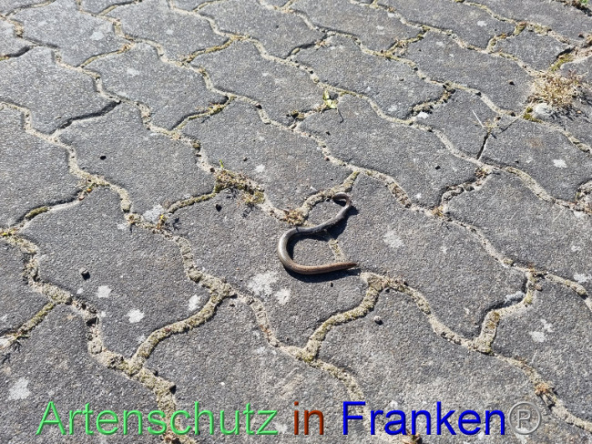© Artenschutz in Franken® Bild zum Eintrag (1093663-160)