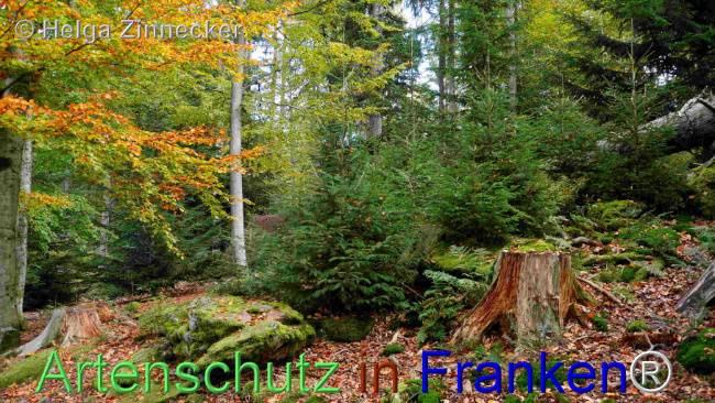 © Artenschutz in Franken® / Helga Zinnecker Bild zum Eintrag (1095403-160)