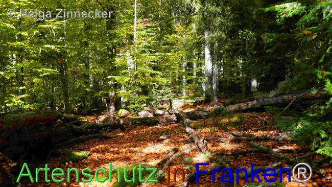 © Artenschutz in Franken® / Helga Zinnecker Bild zum Eintrag (1095404-160)