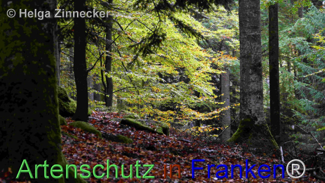 © Artenschutz in Franken® / Helga Zinnecker Bild zum Eintrag (1095406-160)