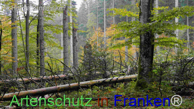 © Artenschutz in Franken® / Helga Zinnecker Bild zum Eintrag (1095407-160)