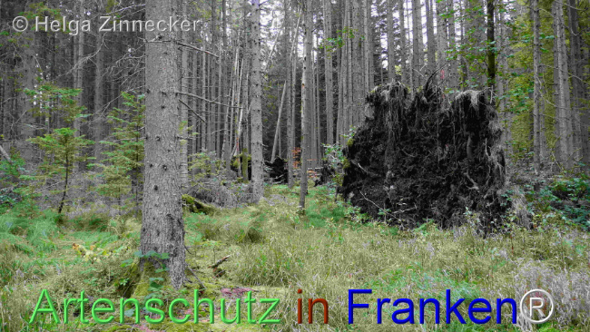© Artenschutz in Franken® / Helga Zinnecker Bild zum Eintrag (1095408-160)