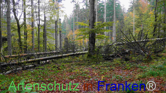 Bild zum Eintrag (1095411-160)