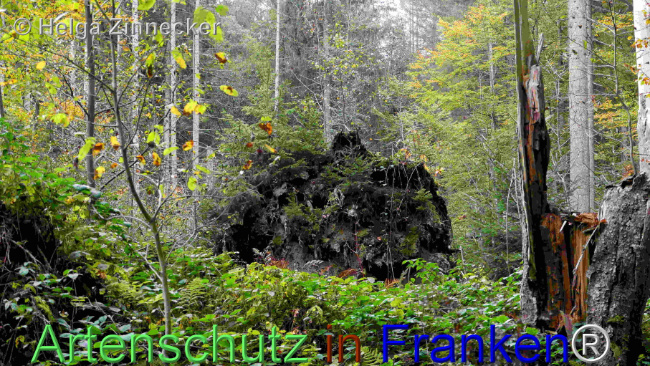 © Artenschutz in Franken® / Helga Zinnecker Bild zum Eintrag (1095414-160)