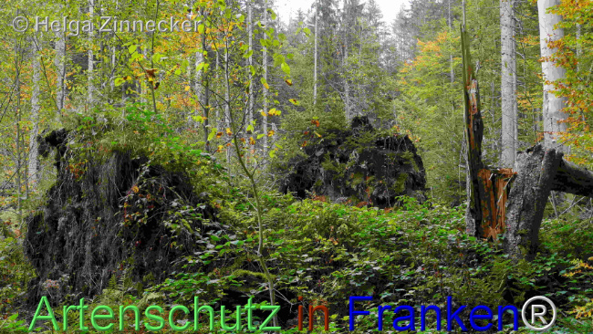 © Artenschutz in Franken® / Helga Zinnecker Bild zum Eintrag (1095416-160)