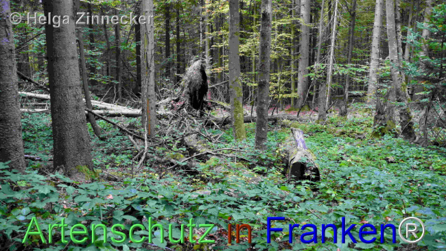 © Artenschutz in Franken® / Helga Zinnecker Bild zum Eintrag (1095419-160)