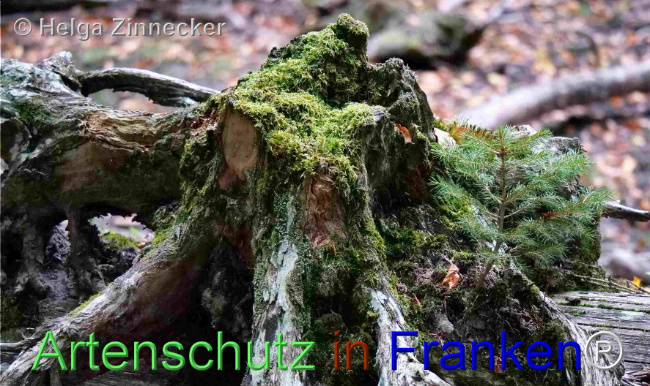 © Artenschutz in Franken® / Helga Zinnecker Bild zum Eintrag (1095420-160)