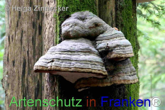 © Artenschutz in Franken® / Helga Zinnecker Bild zum Eintrag (1095421-160)