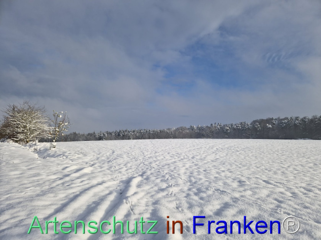 Bild zum Eintrag (1096998-160)