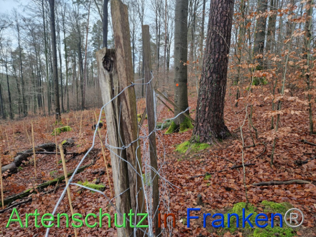 © Artenschutz in Franken® Bild zum Eintrag (1097432-160)