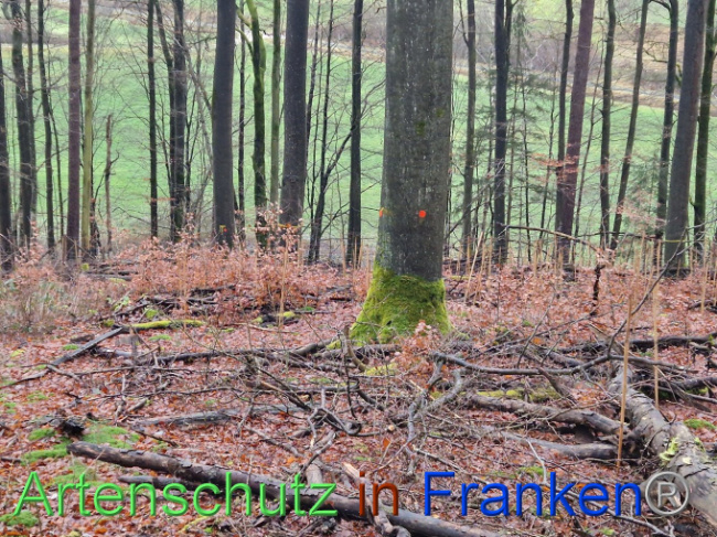 © Artenschutz in Franken® Bild zum Eintrag (1097436-160)