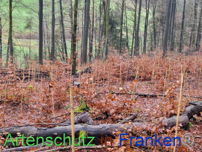 © Artenschutz in Franken® Bild zum Eintrag (1097437-160)