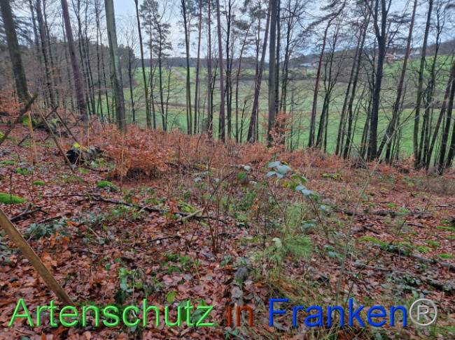 © Artenschutz in Franken® Bild zum Eintrag (1097438-160)