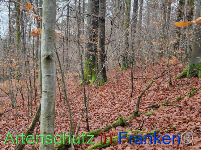 © Artenschutz in Franken® Bild zum Eintrag (1097439-160)