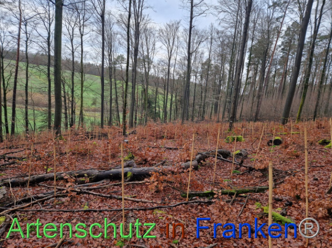 © Artenschutz in Franken® Bild zum Eintrag (1097443-160)