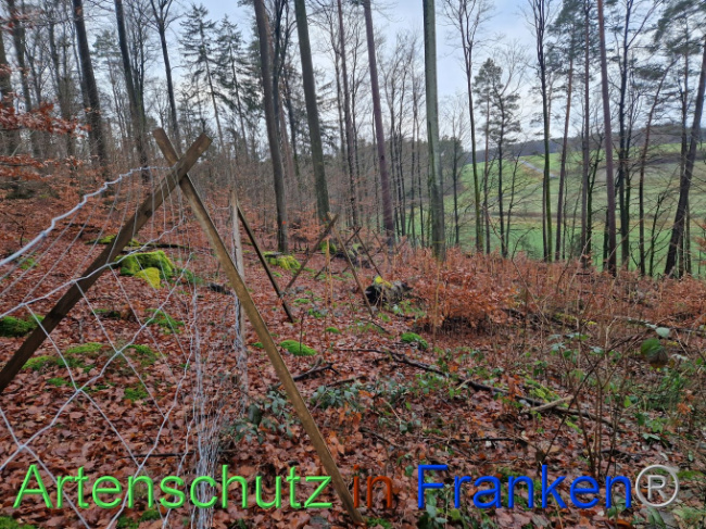 © Artenschutz in Franken® Bild zum Eintrag (1097444-160)