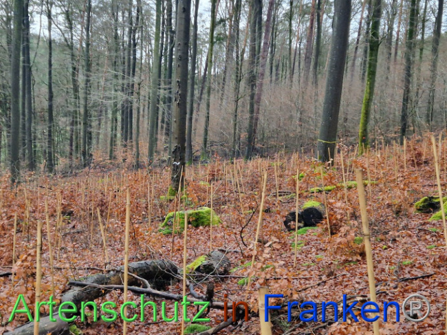© Artenschutz in Franken® Bild zum Eintrag (1097445-160)
