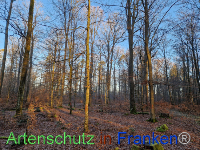 © Artenschutz in Franken® Bild zum Eintrag (1097671-160)