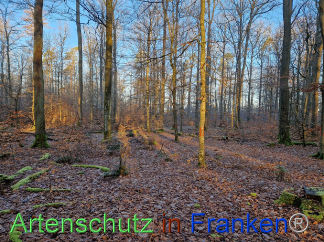 © Artenschutz in Franken® Bild zum Eintrag (1097672-160)