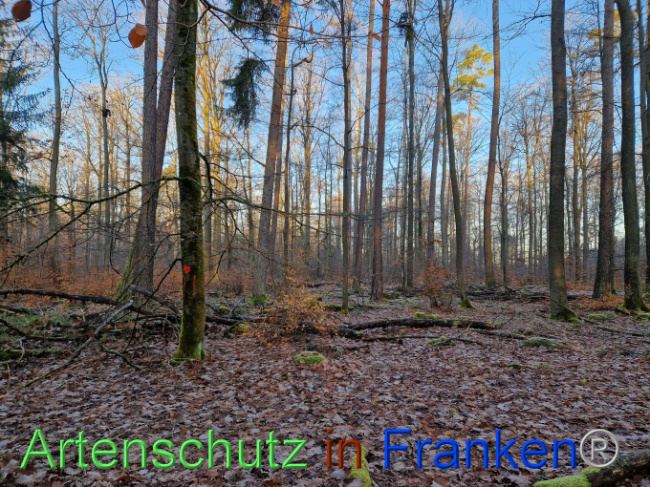 © Artenschutz in Franken® Bild zum Eintrag (1097673-160)