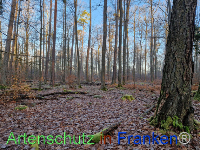© Artenschutz in Franken® Bild zum Eintrag (1097675-160)