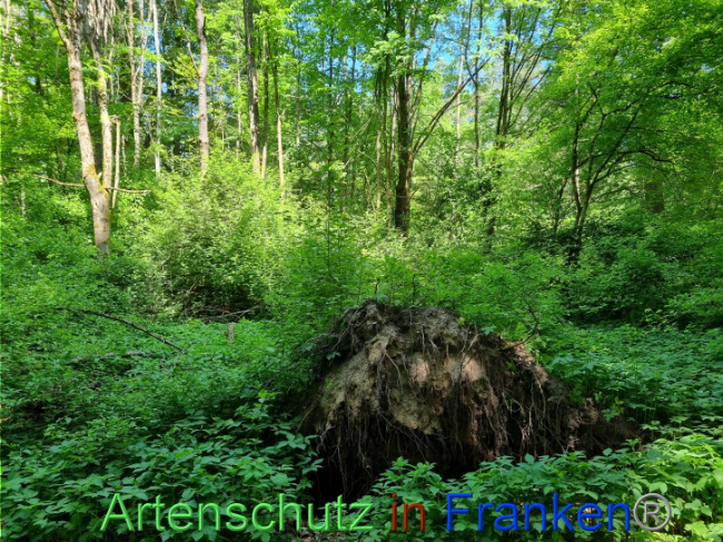 © Artenschutz in Franken® Bild zum Eintrag (1098083-160)