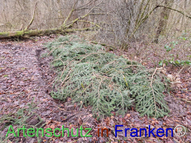 © Artenschutz in Franken® Bild zum Eintrag (1098084-160)