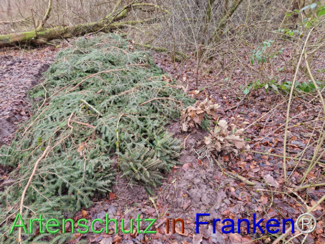 © Artenschutz in Franken® Bild zum Eintrag (1098085-160)