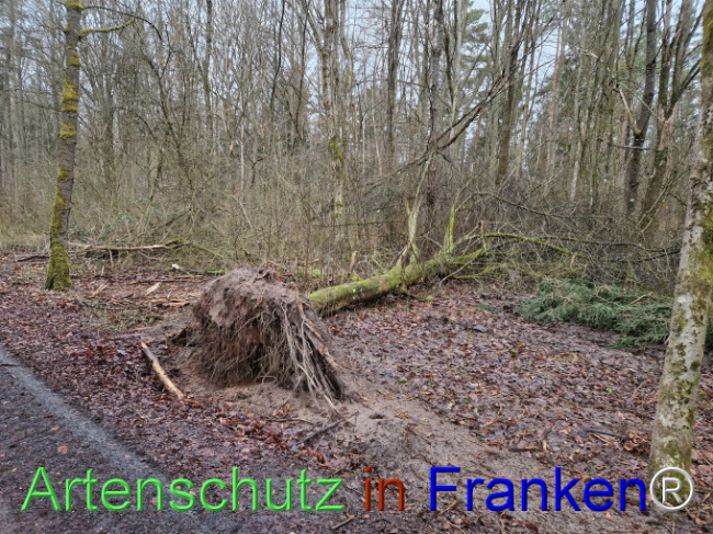 © Artenschutz in Franken® Bild zum Eintrag (1098087-160)