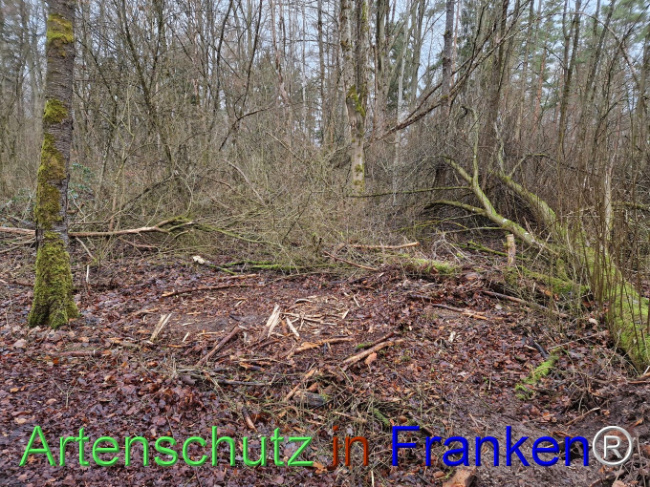 © Artenschutz in Franken® Bild zum Eintrag (1098088-160)