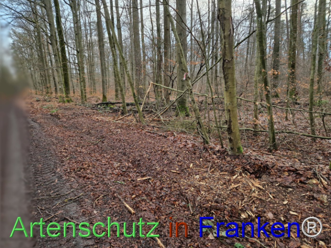 Bild zum Eintrag (1098089-160)