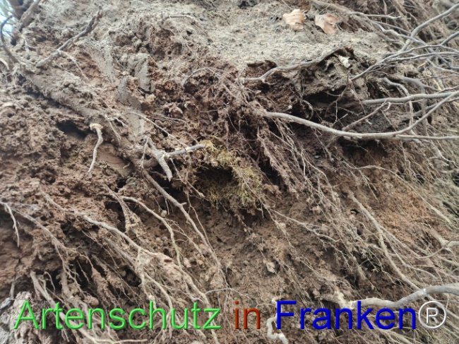 © Artenschutz in Franken® Bild zum Eintrag (1098090-160)
