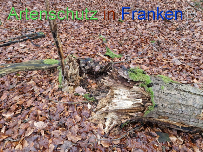 © Artenschutz in Franken® Bild zum Eintrag (1098505-160)