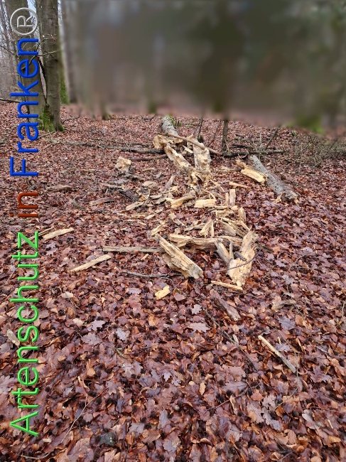 © Artenschutz in Franken® Bild zum Eintrag (1098507-160)