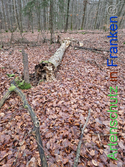 © Artenschutz in Franken® Bild zum Eintrag (1098508-160)
