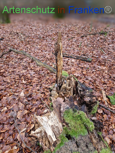 © Artenschutz in Franken® Bild zum Eintrag (1098509-160)