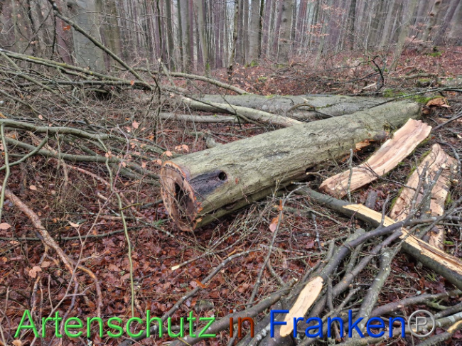 © Artenschutz in Franken® Bild zum Eintrag (1098523-160)