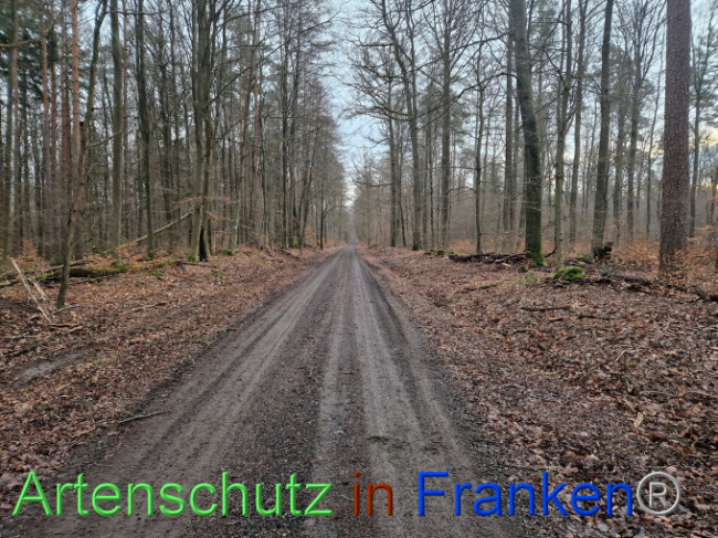 © Artenschutz in Franken® Bild zum Eintrag (1098554-160)