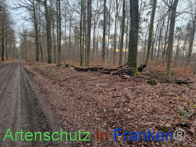 © Artenschutz in Franken® Bild zum Eintrag (1098556-160)