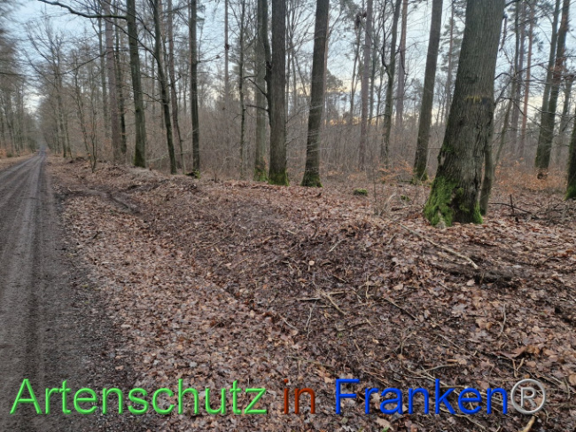 © Artenschutz in Franken® Bild zum Eintrag (1098557-160)