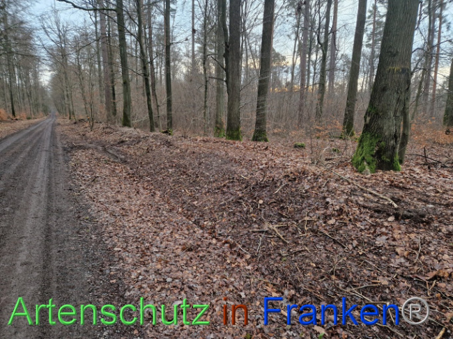 © Artenschutz in Franken® Bild zum Eintrag (1098558-160)
