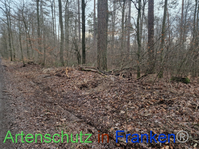 © Artenschutz in Franken® Bild zum Eintrag (1098560-160)