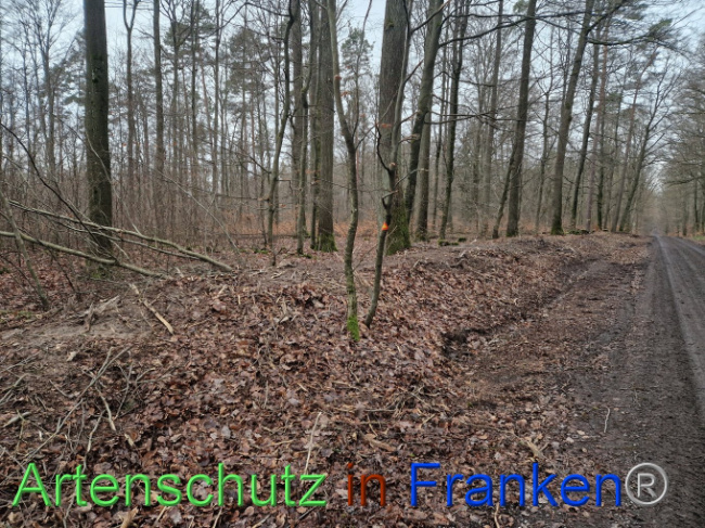 © Artenschutz in Franken® Bild zum Eintrag (1098561-160)