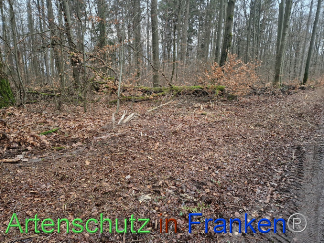 © Artenschutz in Franken® Bild zum Eintrag (1098562-160)