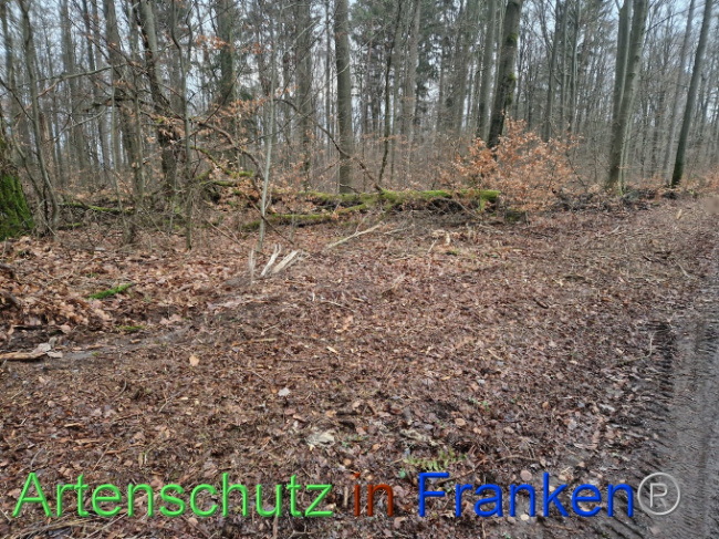 Bild zum Eintrag (1098562-160)